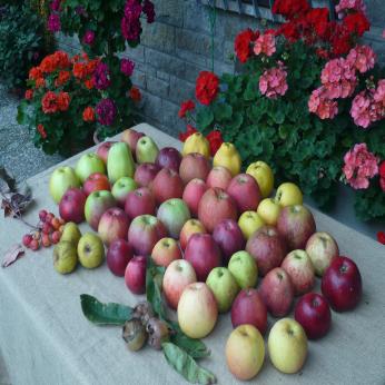 Ein Tisch mit schönen Äpfeln
